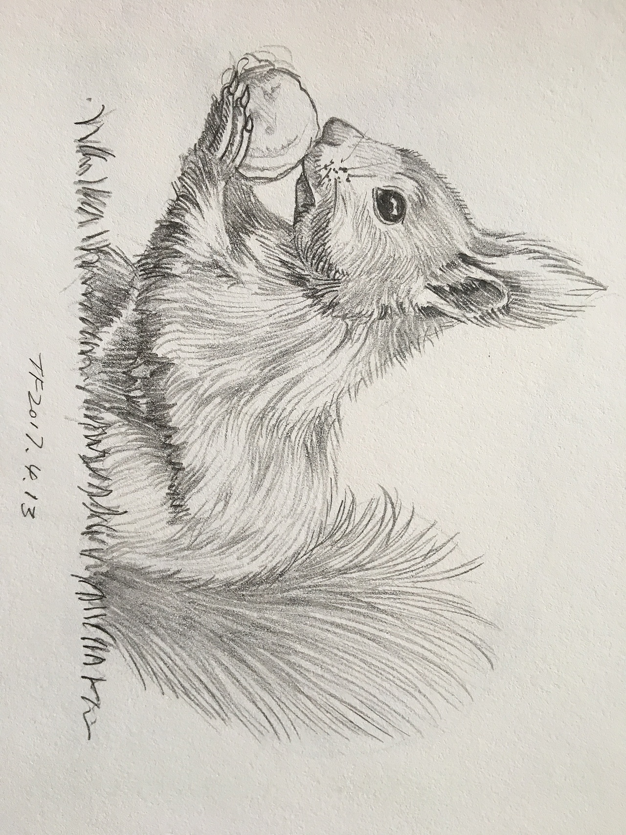 铅笔画——动物篇