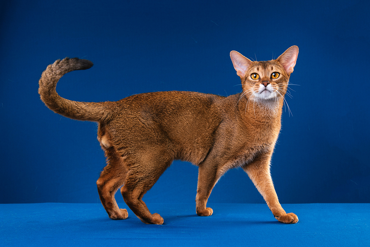 Farewell 2018【克查原创作品30】（图ZMTQwMTY0OTA4） - 宠物摄影 - 站酷设计师克查原创素材 - 站酷ZCOOL