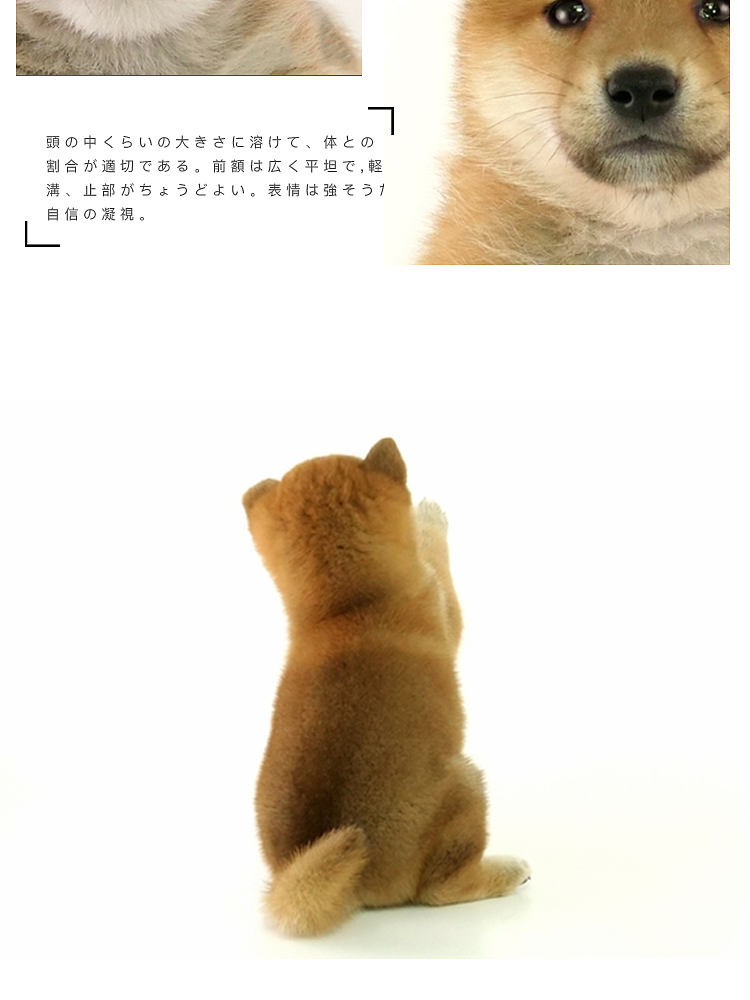 柴犬详情页（图ZMjEyMzU4MjY0） - 电商 - 站酷设计师九十点原创素材 - 站酷ZCOOL