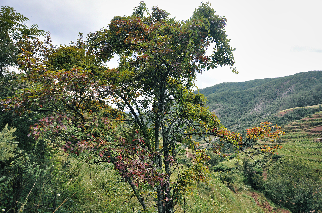 2013年国庆回家村子里（一）（图ZMzU2ODAyOTQ4） - 人文/纪实摄影 - 站酷设计师焦虑到掉头发原创素材 - 站酷ZCOOL