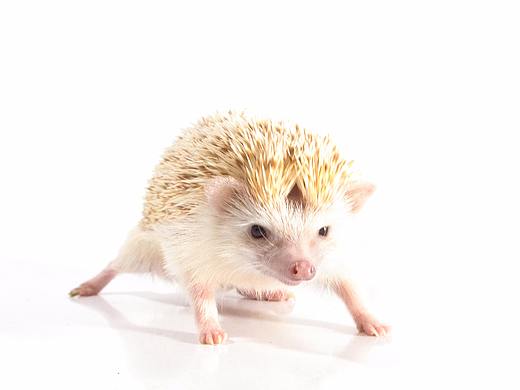 刺猬~小糯米（個人主頁-ZMjU0NjEzODQ=） - 寵物攝影 - 站酷設(shè)計師JILSAND_LIN原創(chuàng)素材 - 站酷ZCOOL