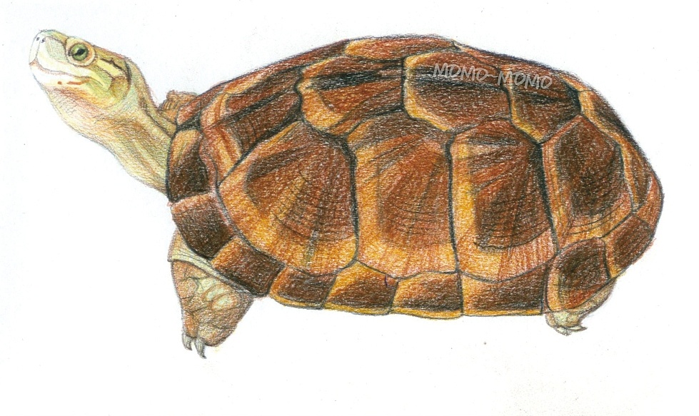 momo的彩铅世界,彩铅手绘各种龟