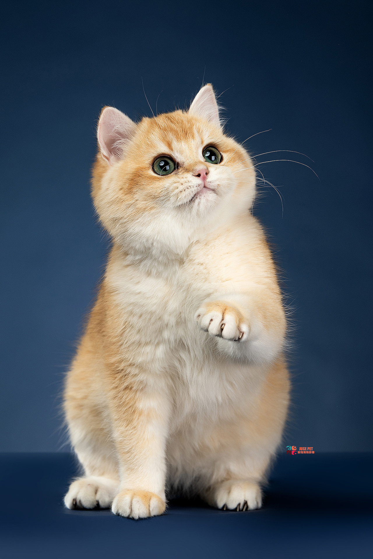 宠物摄影｜猫咪拍摄（图ZMjk4NTI1OTE2） - 宠物摄影 - 站酷设计师聚格宠物原创素材 - 站酷ZCOOL