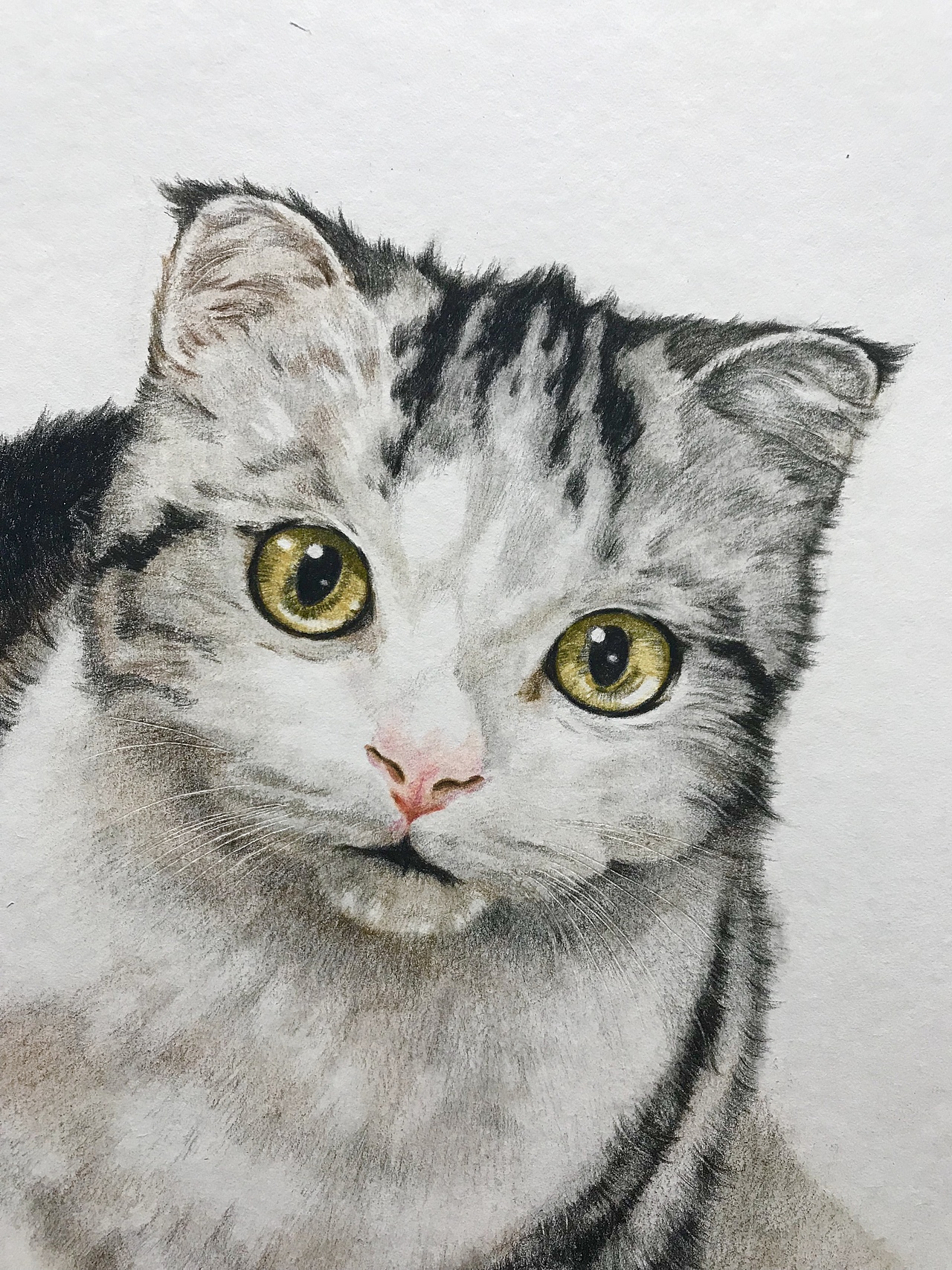 彩铅萌宠系列作品-丰收