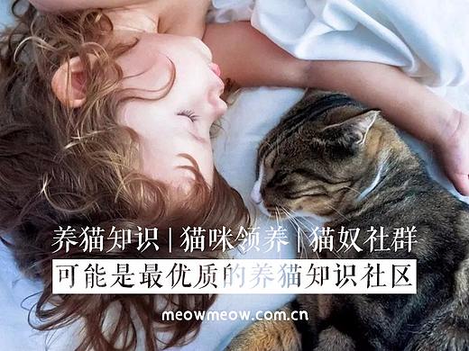 养猫知识交流社区“喵圈”网站日常海报设计（个人主页-ZMzI3MjQwNDg=） - 海报 - 站酷设计师带风007原创素材 - 站酷ZCOOL