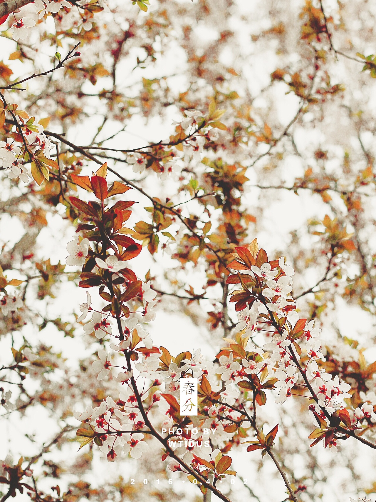 踏春“睬”花（图ZNDU5NDQzMTY=） - 风光摄影 - 站酷设计师Amoo阿毛原创素材 - 站酷ZCOOL