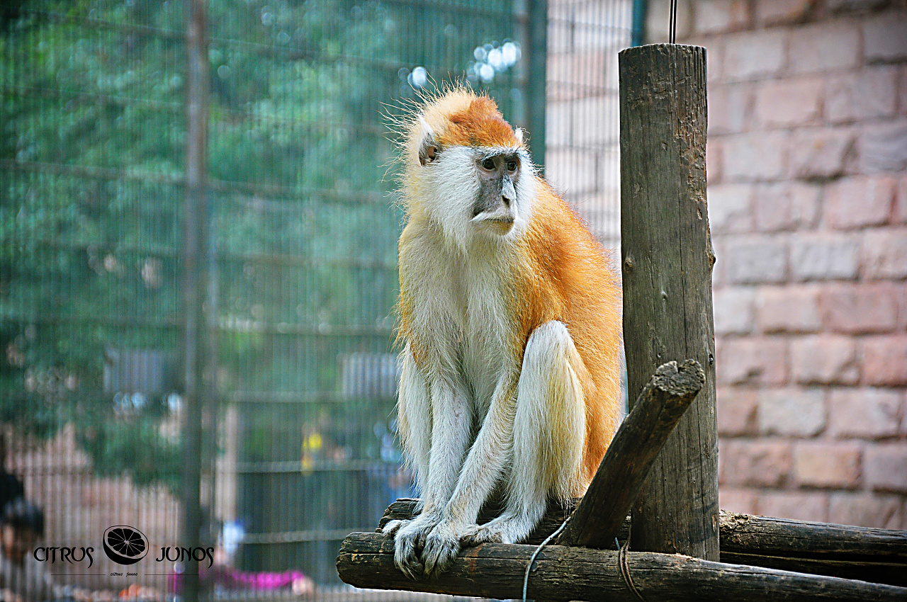 【携程攻略】北京北京动物园景点,北京动物园是一个从清代开始就有的，当时的名字叫做“万牲园”，就是…