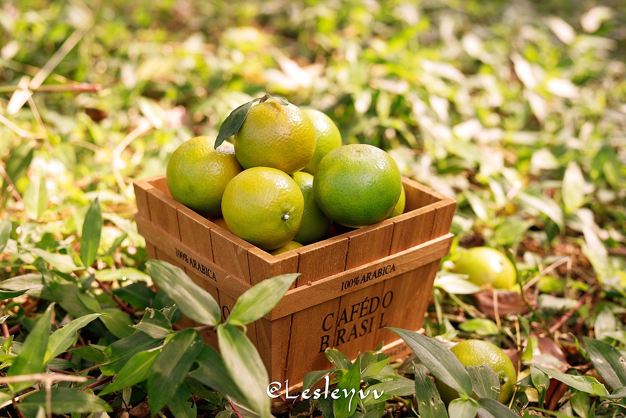 丰收（图ZMTYxNzY3NjEy） - 其他摄影 - 站酷设计师小栗子vv原创素材 - 站酷ZCOOL