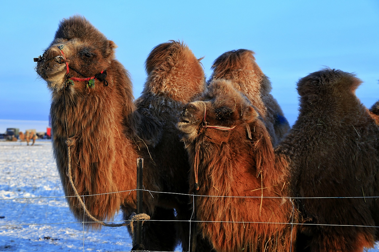 呼伦贝尔草原上的骆驼|摄影|动物|心灵之光 - 原创作品 - 站酷 (zcool