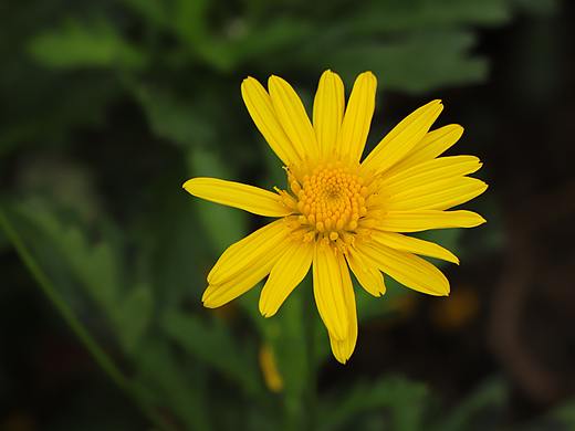 春菊（個(gè)人主頁(yè)-ZNDM3ODM4ODg=） - 其他攝影 - 站酷設(shè)計(jì)師夏末的夏12344原創(chuàng)素材 - 站酷ZCOOL