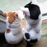 隔壁家的猫叫Lucy的头像