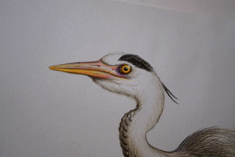 最近画的一组彩铅鸟类你认识几种