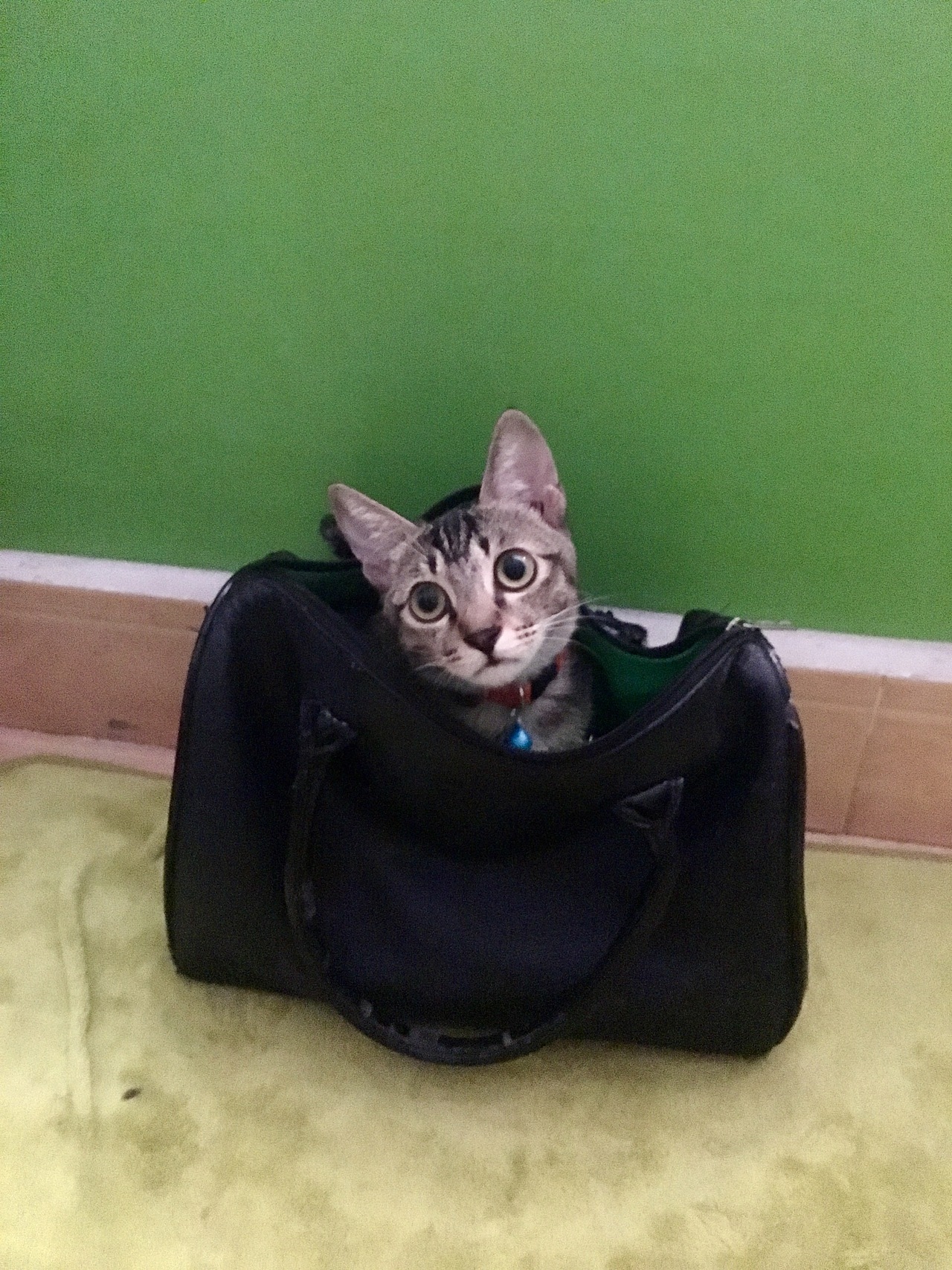 被围击的小狗肉（图ZODk4MjU1Mjg=） - 海报 - 站酷设计师容豌豆原创素材 - 站酷ZCOOL