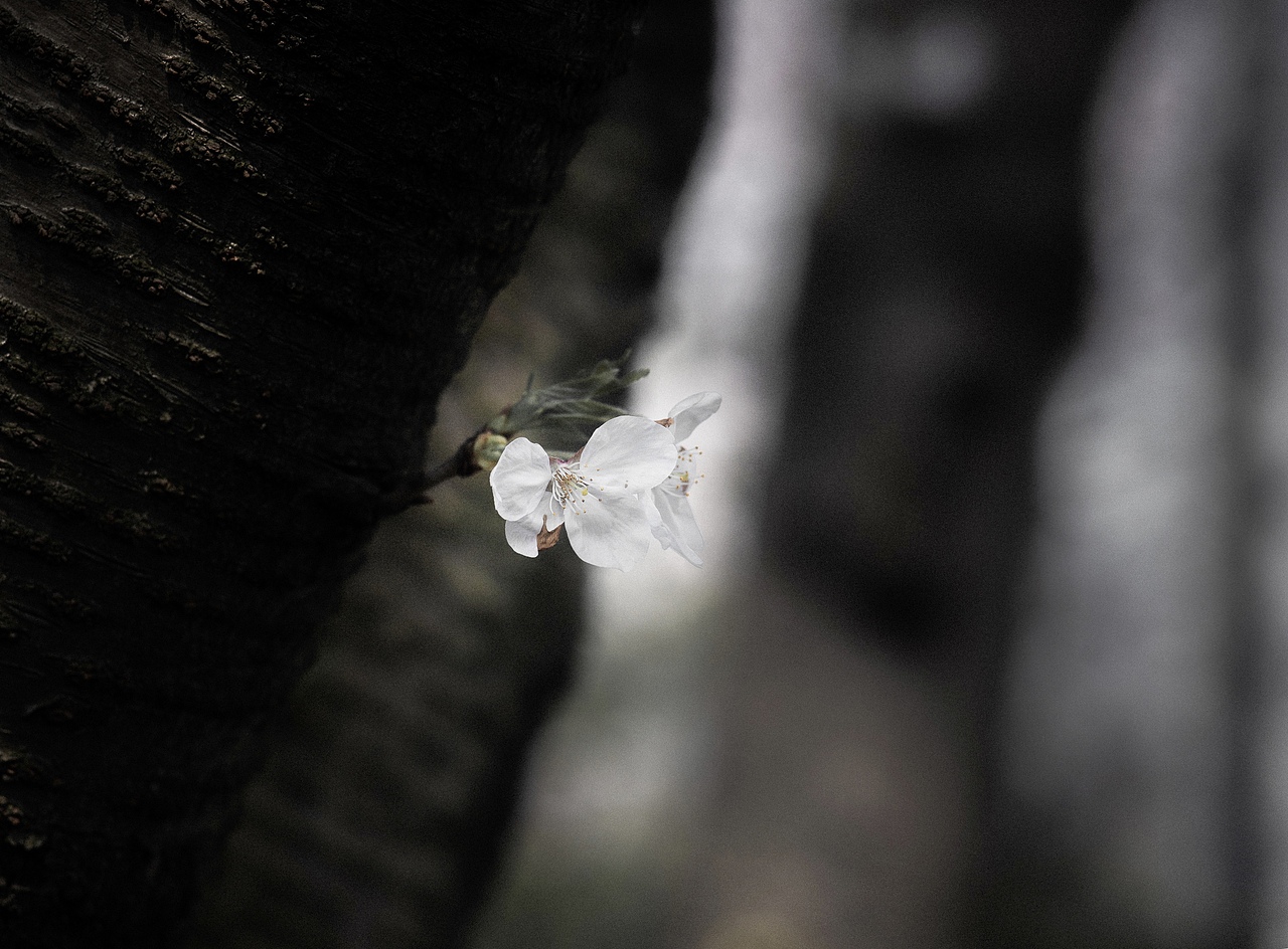 我想要看春天的羽漫（图ZMjAzOTg2NjA0） - 风光摄影 - 站酷设计师Jackdaw丶原创素材 - 站酷ZCOOL