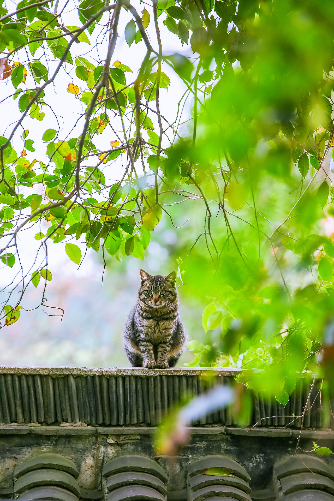 山猫日记20210630