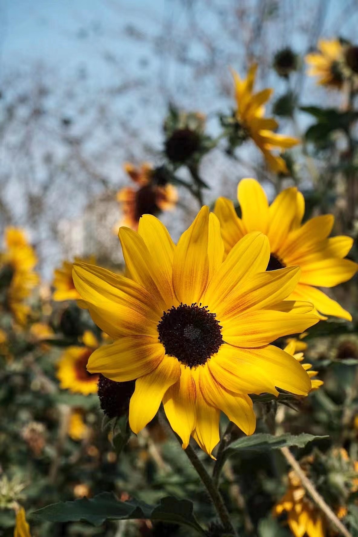 【摄影】上海扫街-向日葵（图ZMjkyMTIyNTMy） - 风光摄影 - 站酷设计师孙老莹原创素材 - 站酷ZCOOL