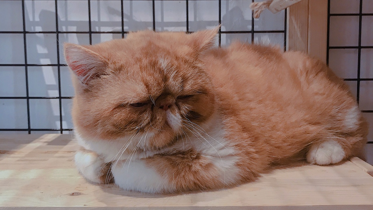 🐈（图ZMTU3MDk0OTc2） - 宠物摄影 - 站酷设计师璐昊然原创素材 - 站酷ZCOOL