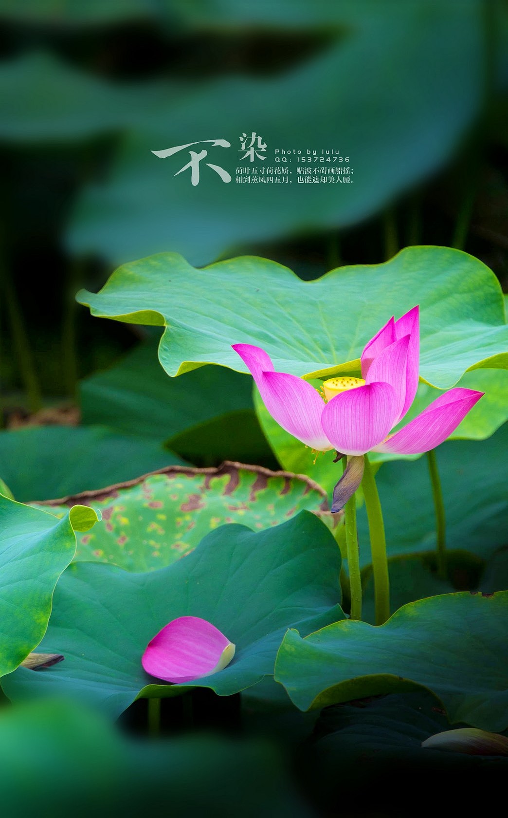 不染-荷花开（图ZMTc2MDcyMTY=） - 产品摄影 - 站酷设计师chenlu3221原创素材 - 站酷ZCOOL