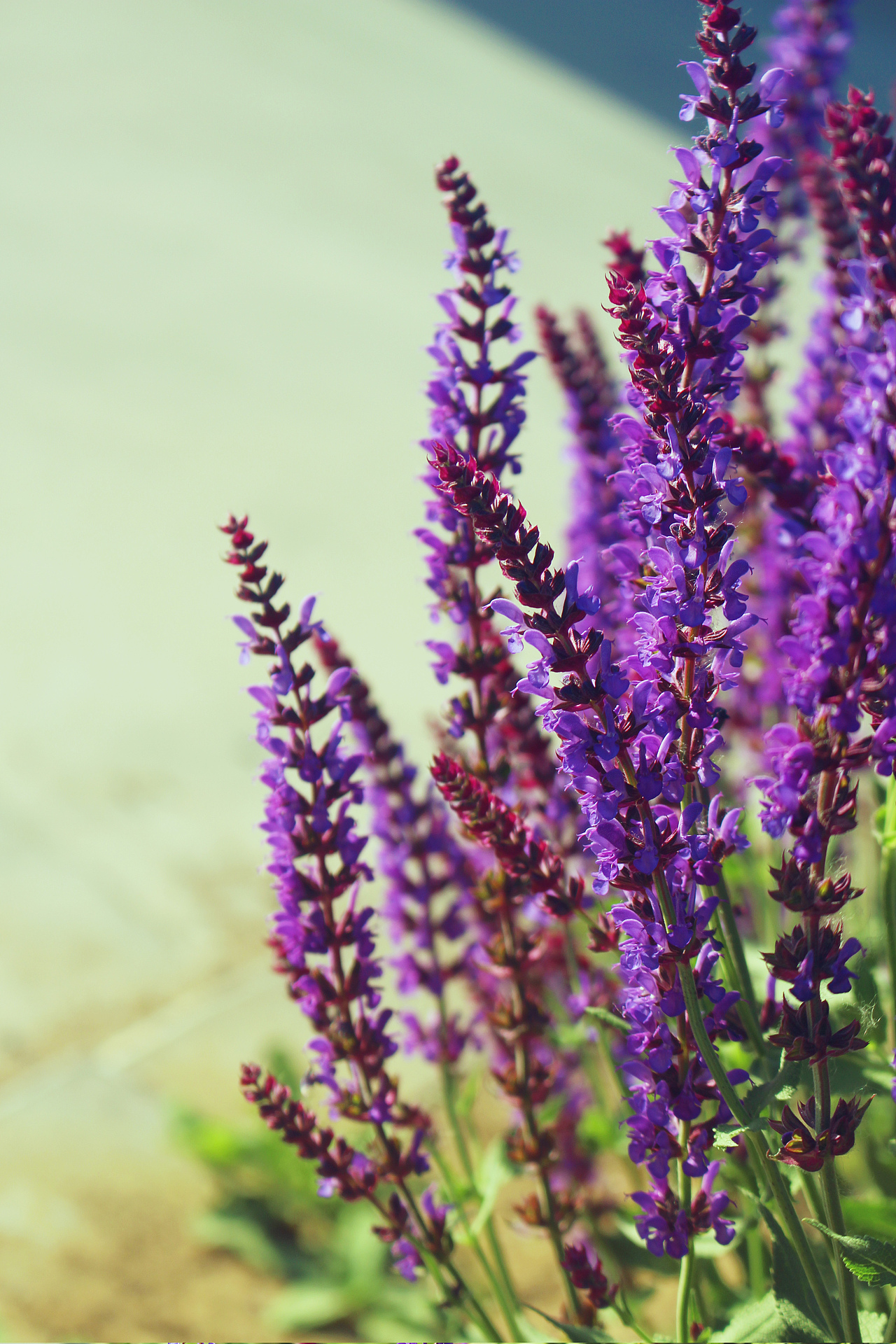 花（图ZMTE1NTc4ODAw） - 产品摄影 - 站酷设计师ma675055787原创素材 - 站酷ZCOOL