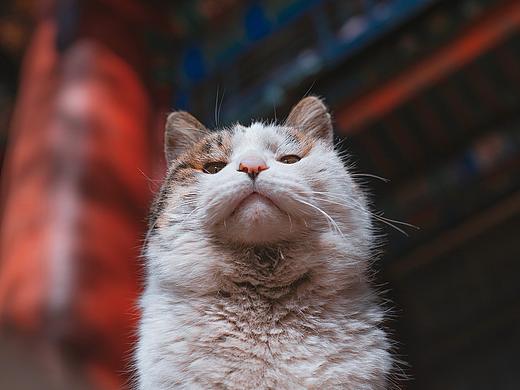 深耕三年故宫猫拍摄，盘点一下我拍过的四十七只御猫。