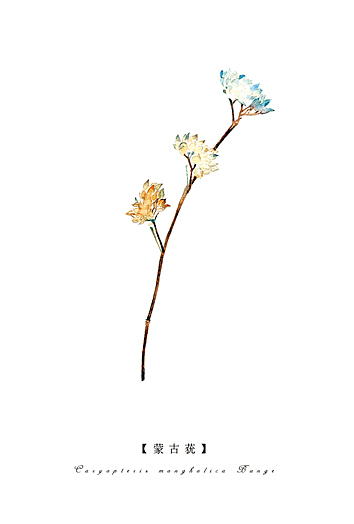 一花一世界（圖ZMjUxMTk3MjA=） - 商業(yè)插畫 - 站酷設(shè)計師kekedou123原創(chuàng)素材 - 站酷ZCOOL