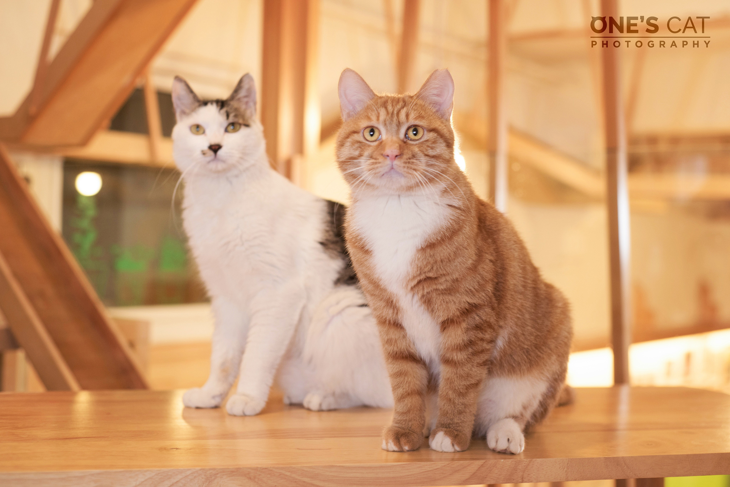 onescat-克查原创作品【12】幸运土猫_1