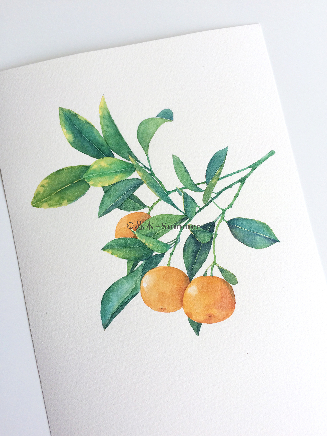 果实之美（图ZNzkwMzc1MjA=） - 商业插画 - 站酷设计师苏木_Summer原创素材 - 站酷ZCOOL