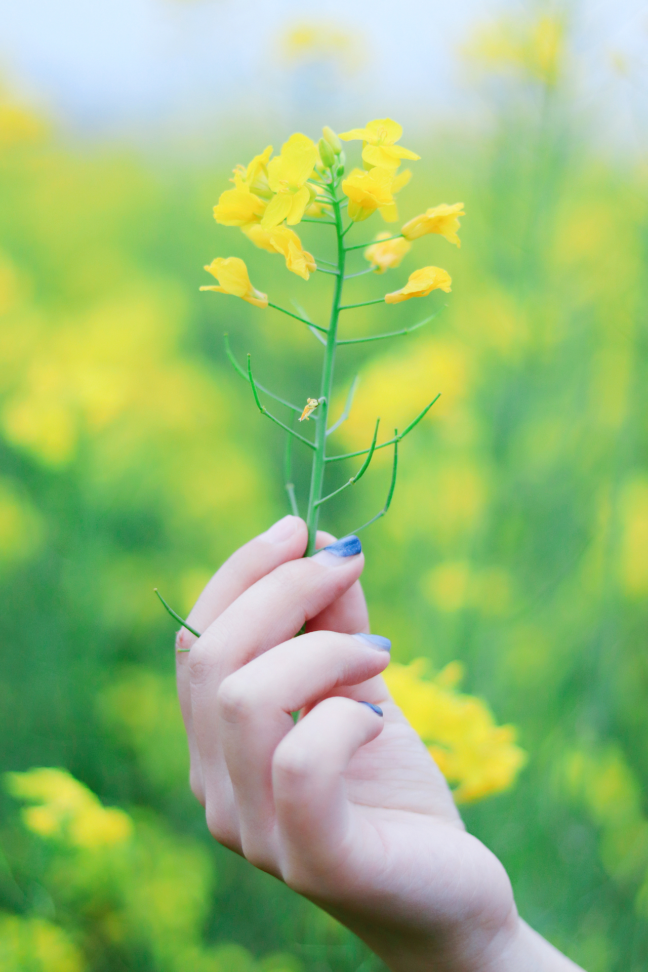 油菜花中的你~