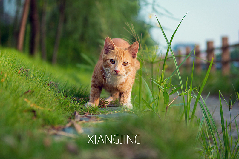 流浪猫（图ZMzUzOTkzMTY=） - 宠物摄影 - 站酷设计师向镜原创素材 - 站酷ZCOOL