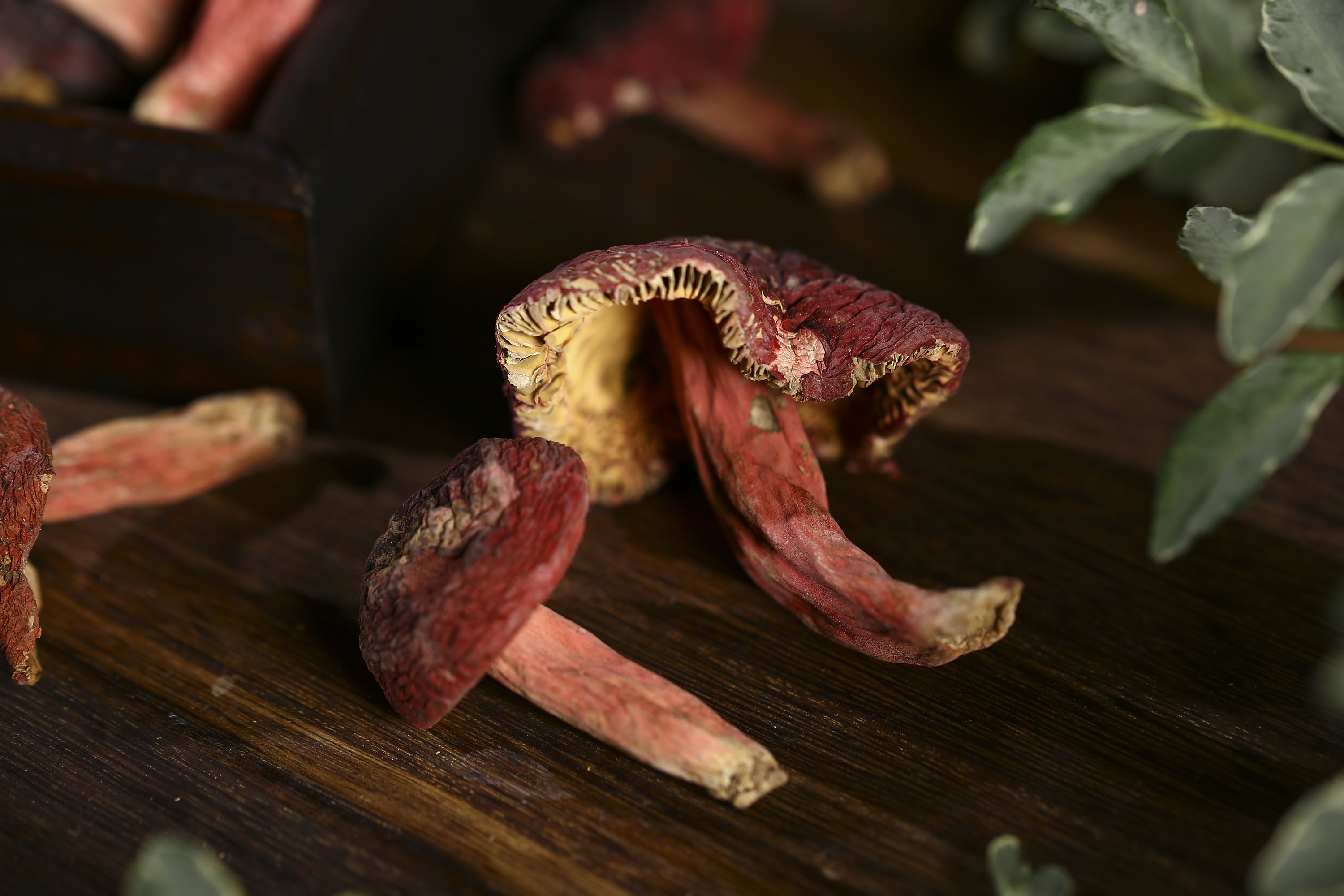 染色红菇图图片