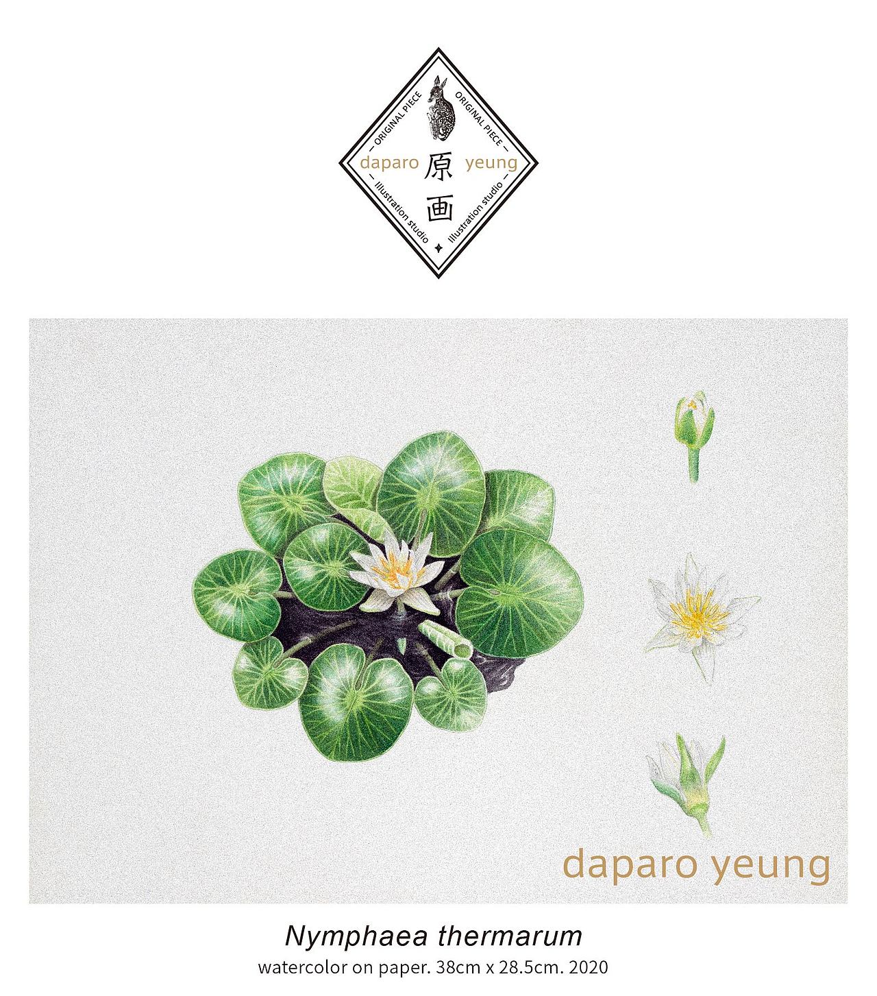 「daparo yeung」卢旺达温泉睡莲胸针（图ZMjU0ODQ4Njgw） - 首饰设计 - 站酷设计师daparo原创素材 - 站酷ZCOOL