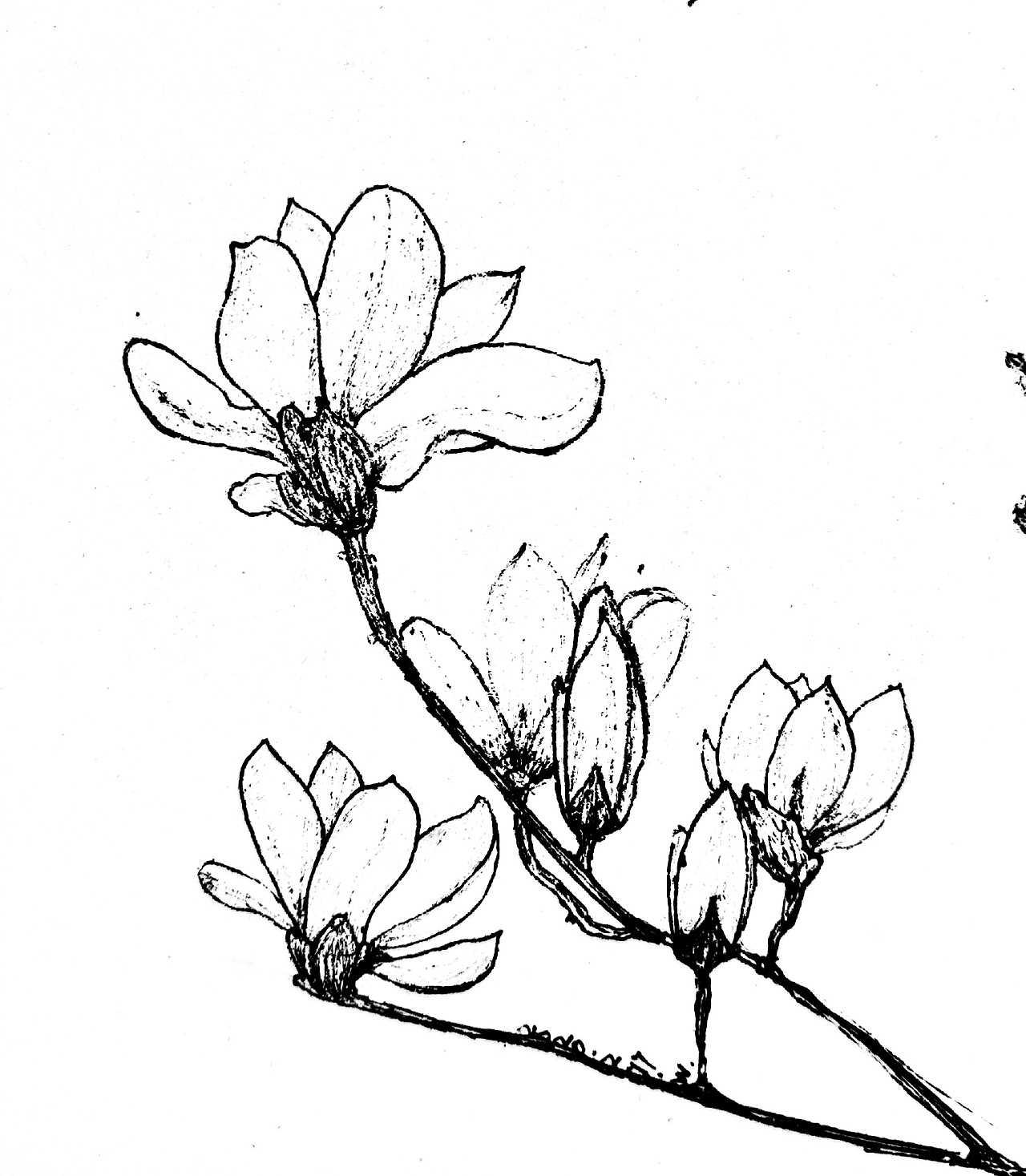 线稿（图ZMTk4MTI4OTU2） - 图案 - 站酷设计师祥明原创素材 - 站酷ZCOOL