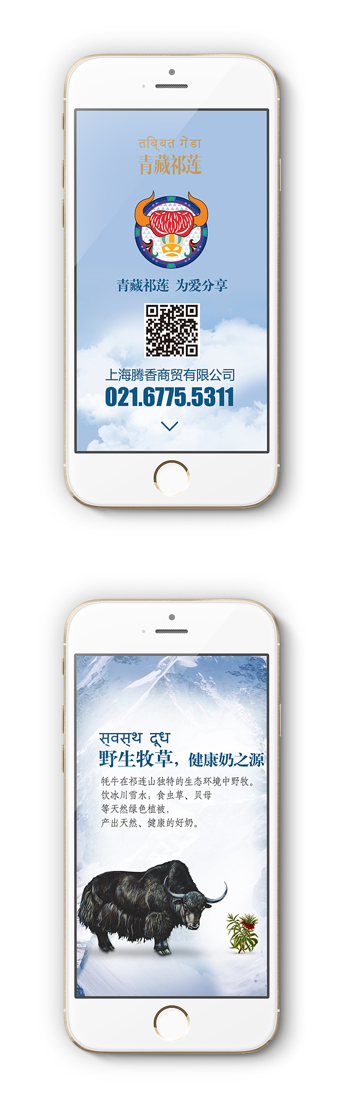 青藏祁莲 牦牛奶 包装设计&移动端H5设计