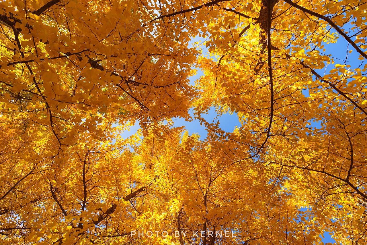 深秋时节，金黄银杏