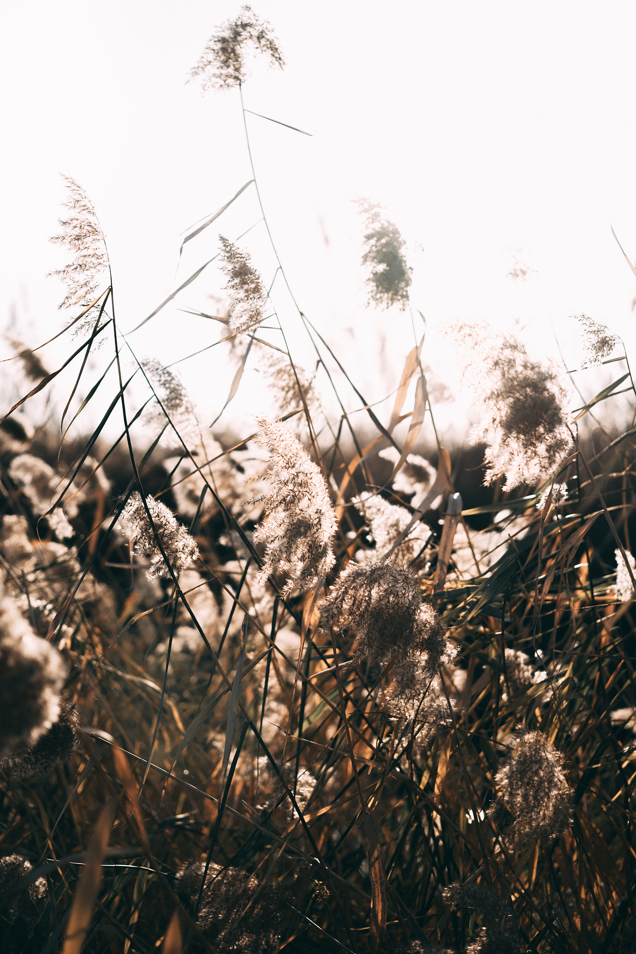 邂逅郊外的野草地（图ZMjgyMzM5MzE2） - 风光摄影 - 站酷设计师糖糖的早茶原创素材 - 站酷ZCOOL