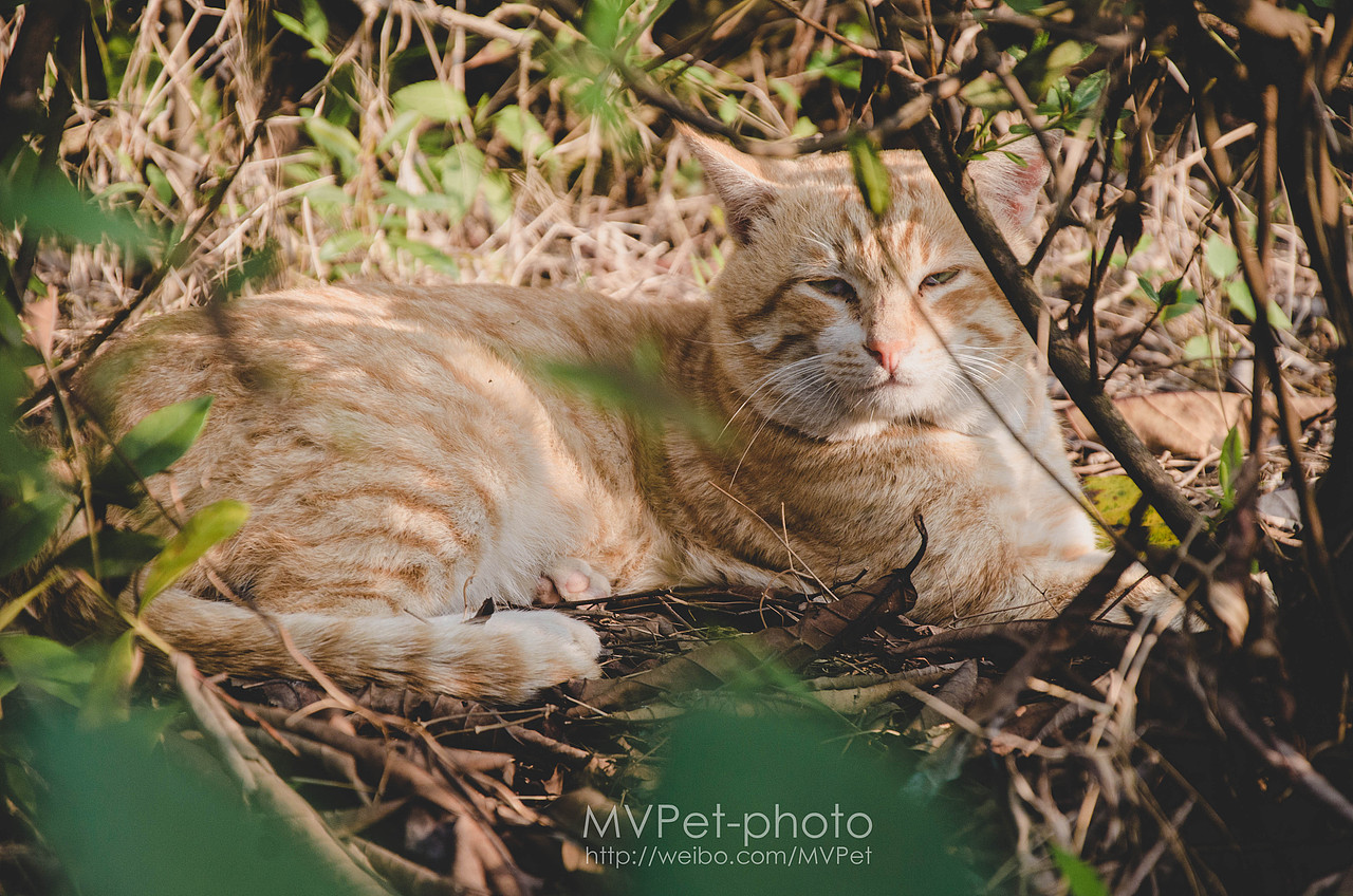 深圳发现“华南虎”--记一只流浪猫--MVPet深圳宠物摄影
