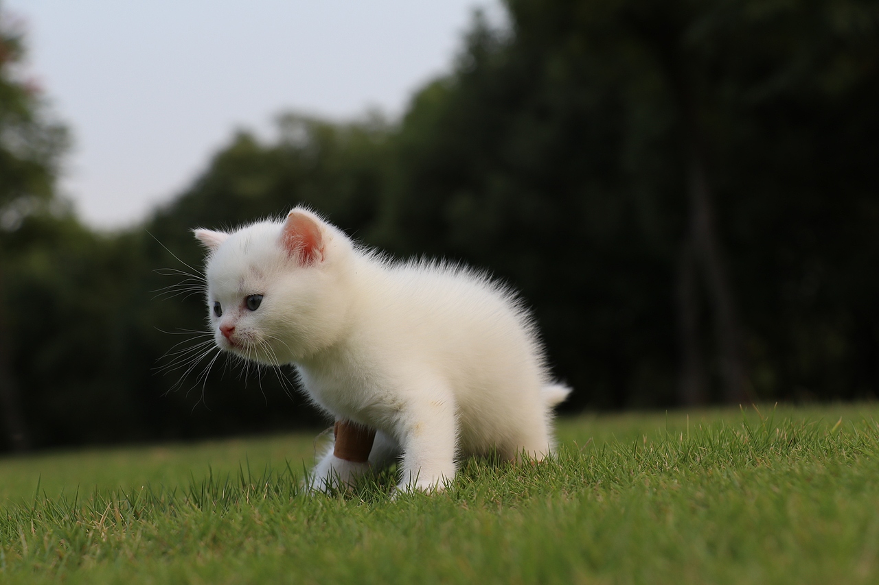 803英短纯白-公-34day478g