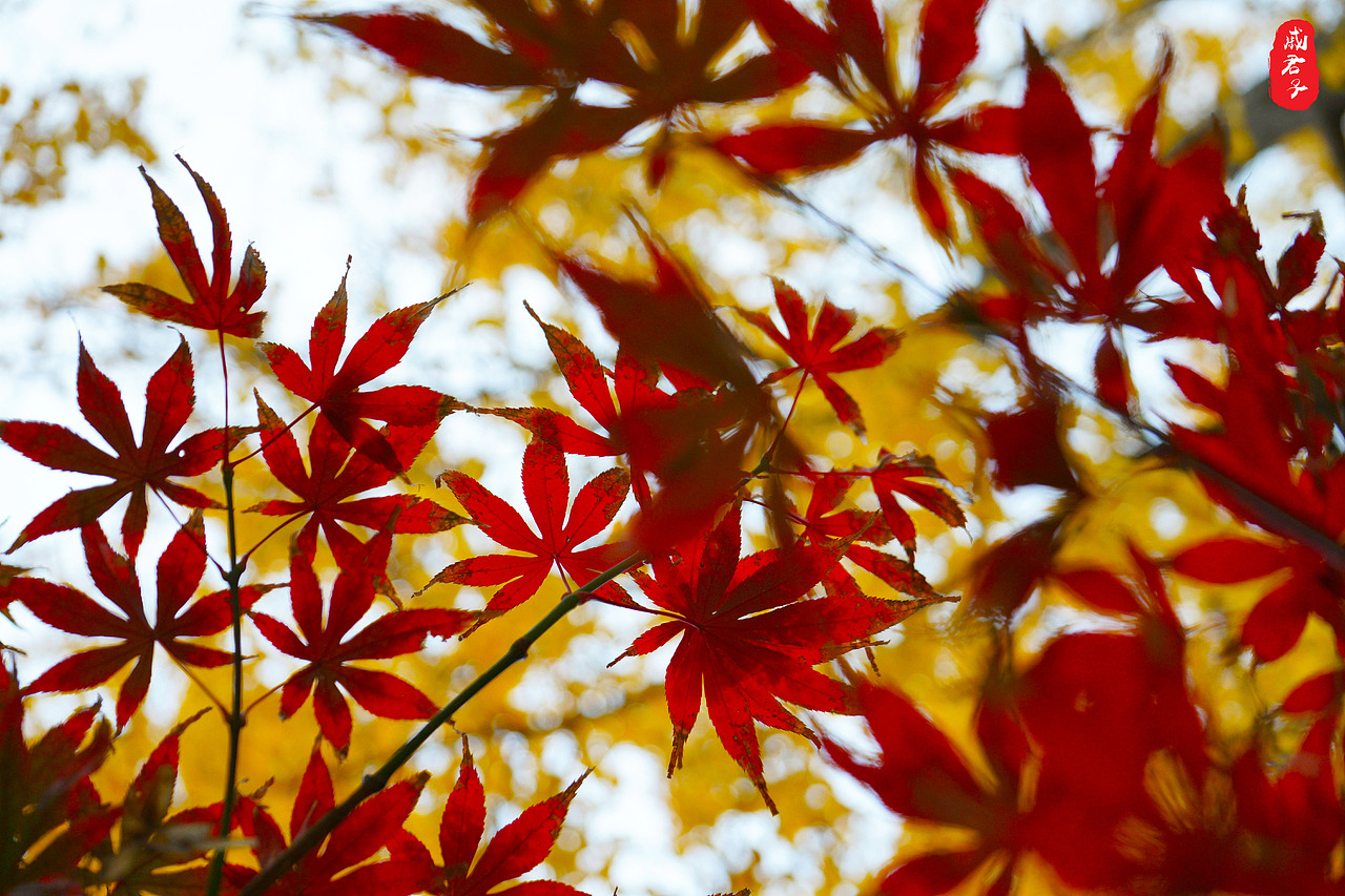 秋叶之『道前街』（图ZMTQ3MzE0OTMy） - 风光摄影 - 站酷设计师姓薛了不起啊定饿原创素材 - 站酷ZCOOL