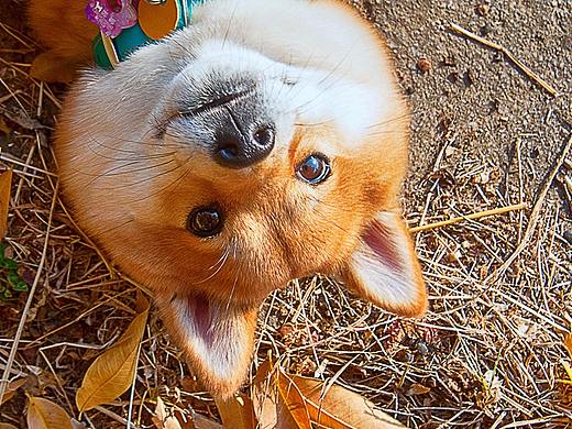 柴犬しばいぬ专辑【动物摄影师何某某个人作品21】