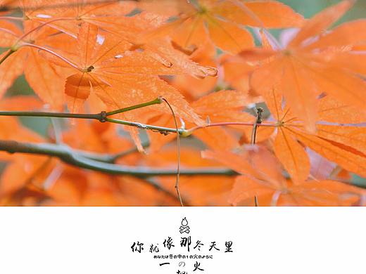 红枫叶