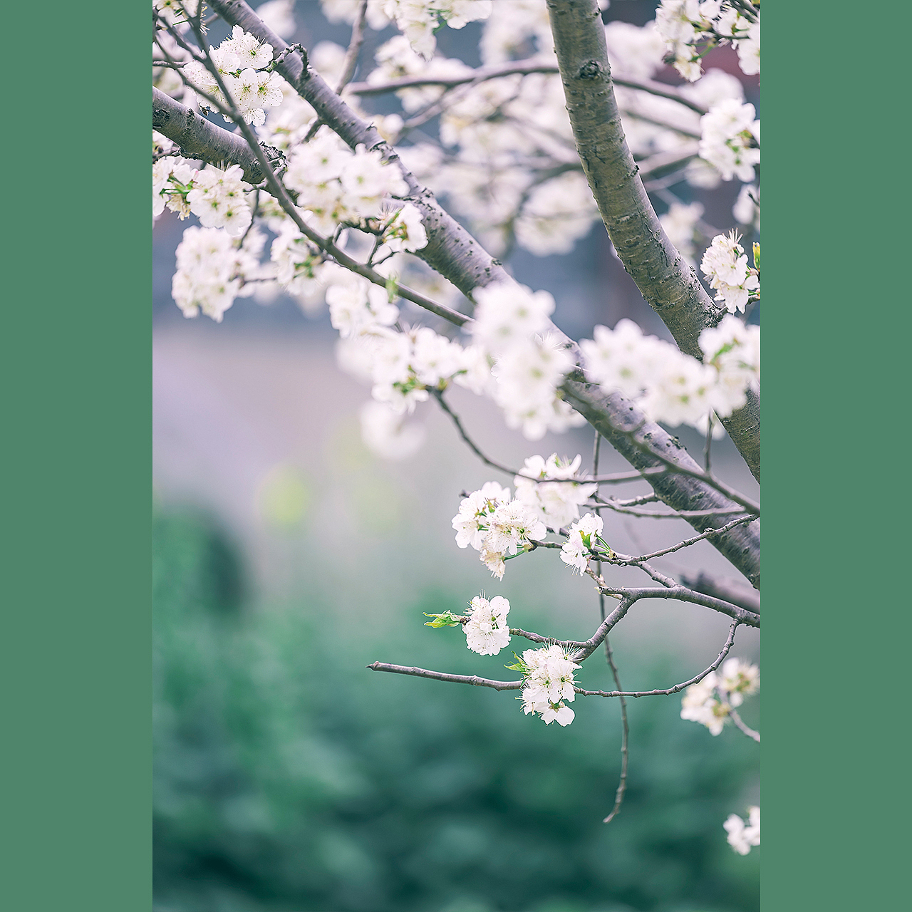 皎月照芳树,鲜葩含素辉。