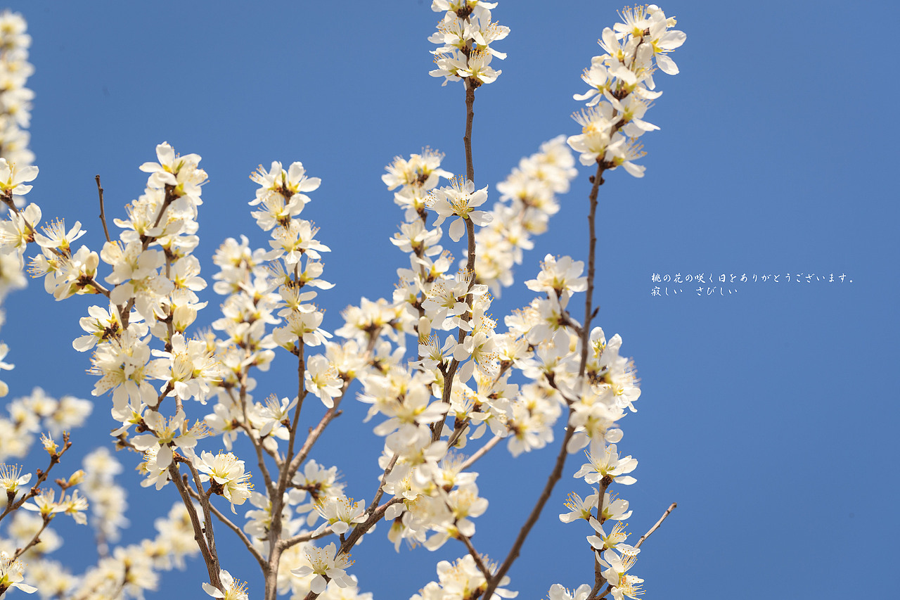 这个春天依然美好