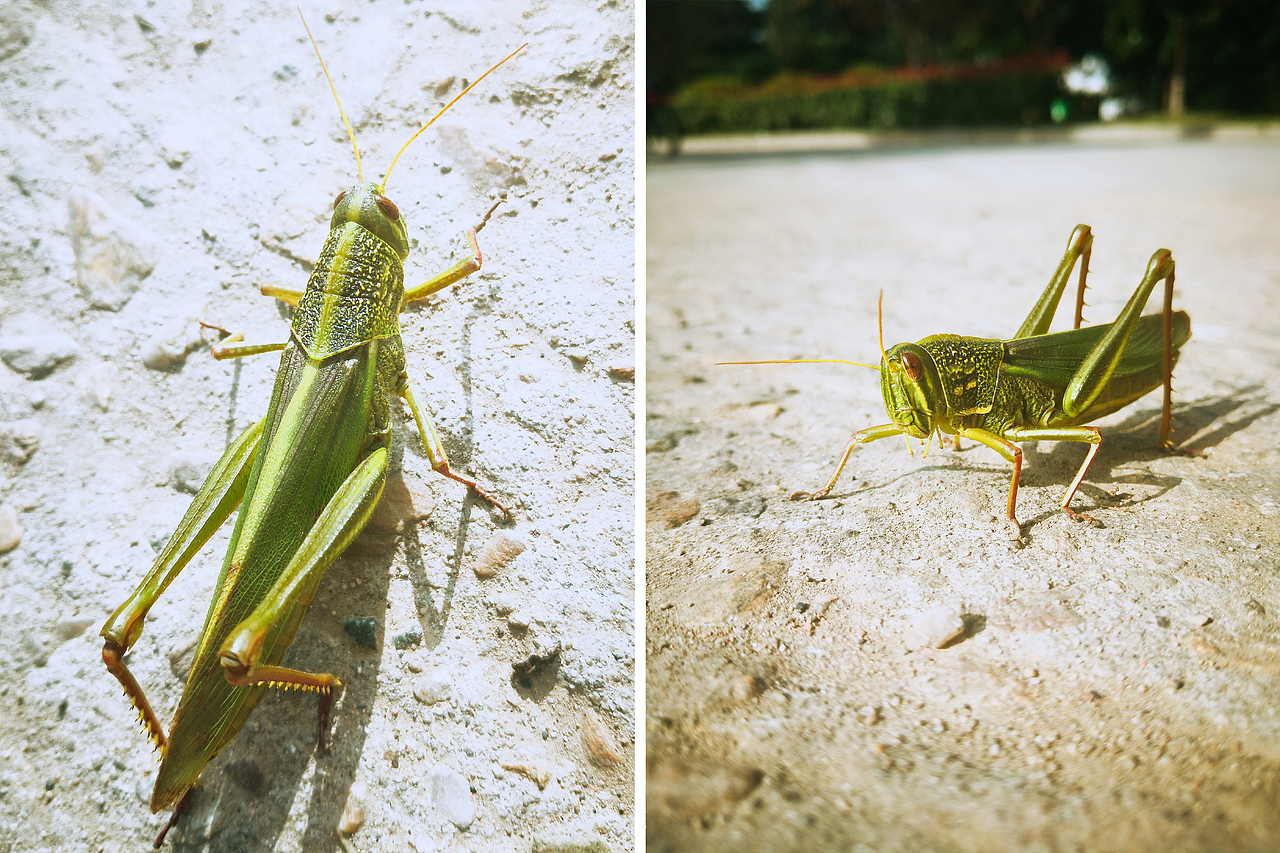 小梦的随手拍-第2期