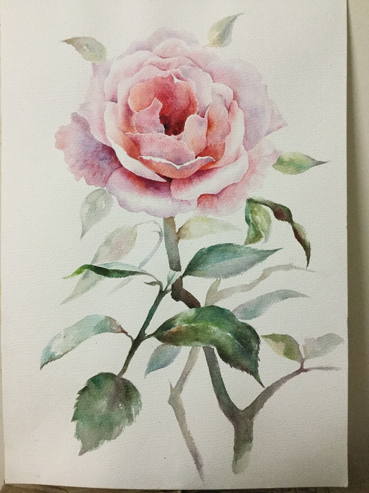 水彩习作-粉色玫瑰