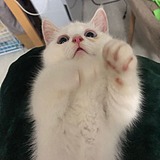 NIKO鸭的头像