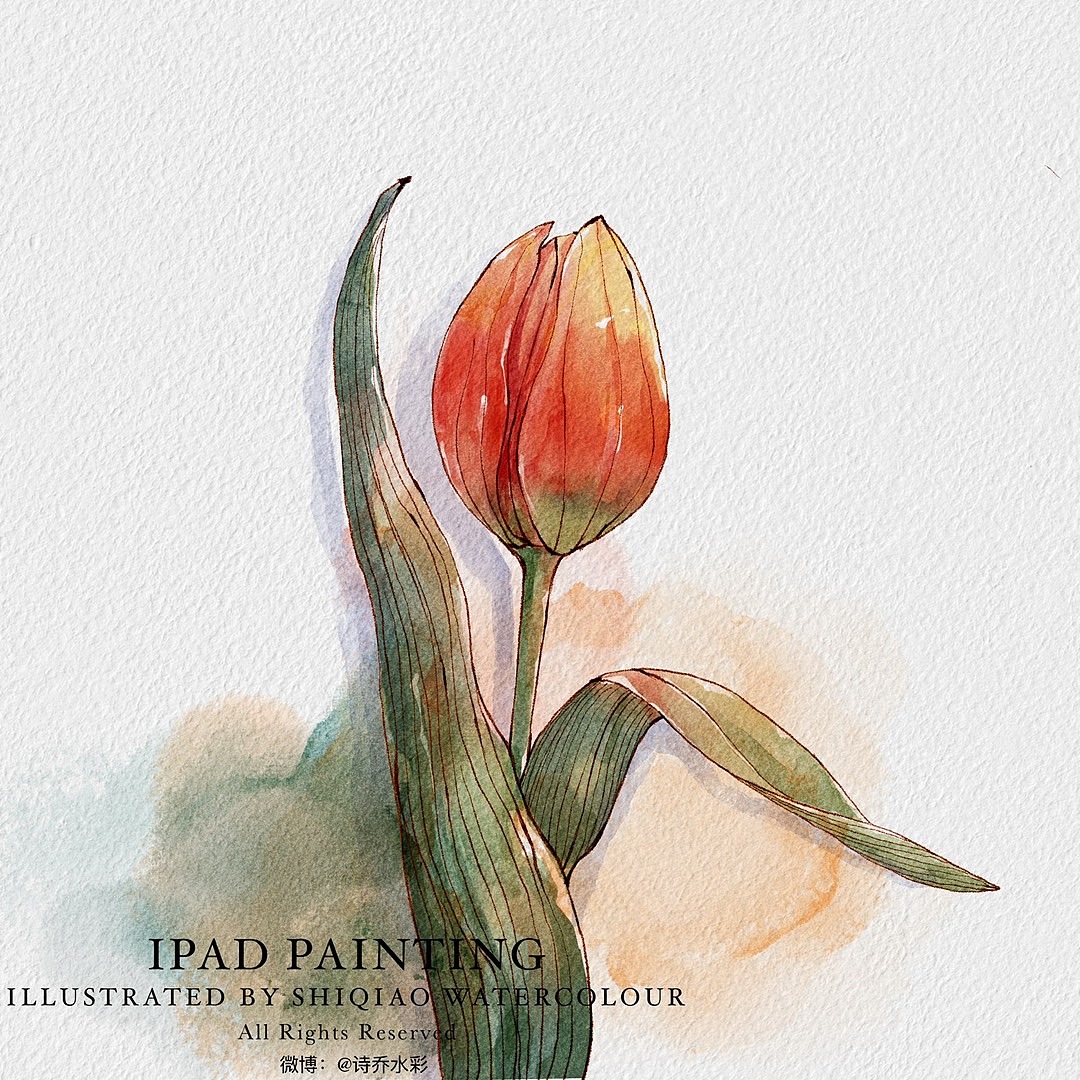 ipad水彩—钢笔淡彩花卉集
