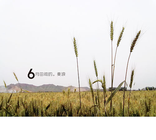 6月田间的麦浪（图ZMzE4MzAwMA==） - 风光摄影 - 站酷设计师廿八亩田原创素材 - 站酷ZCOOL