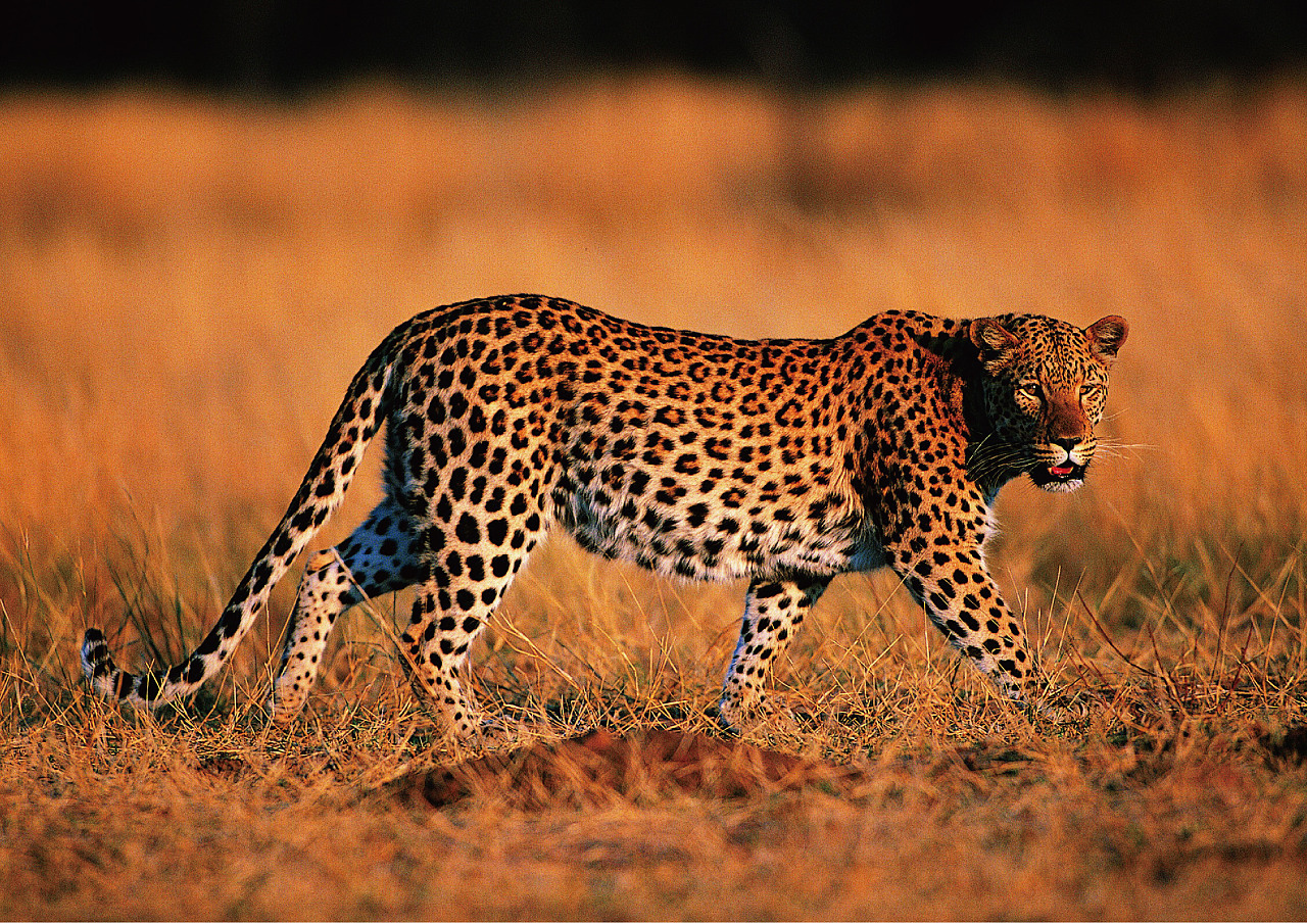 埃托沙的非洲豹 库存照片. 图片 包括有 野生生物, 豹子, 通配, 狩猎, 哺乳动物, 纳米比亚, 破擦声 - 238894636