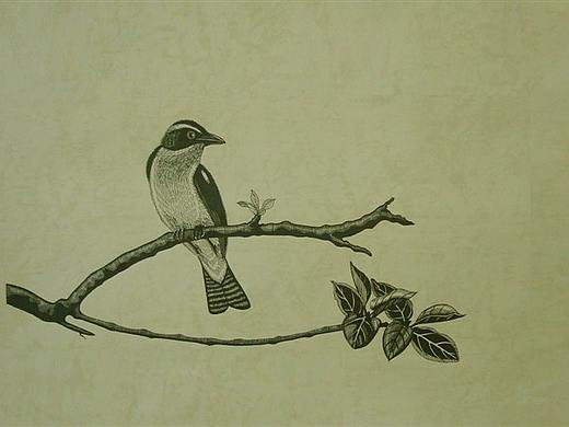 我画的【百鸟绘】之一（个人主页-ZNDg1OTkzMzI=） - 绘画 - 站酷设计师6黄柱成9原创素材 - 站酷ZCOOL