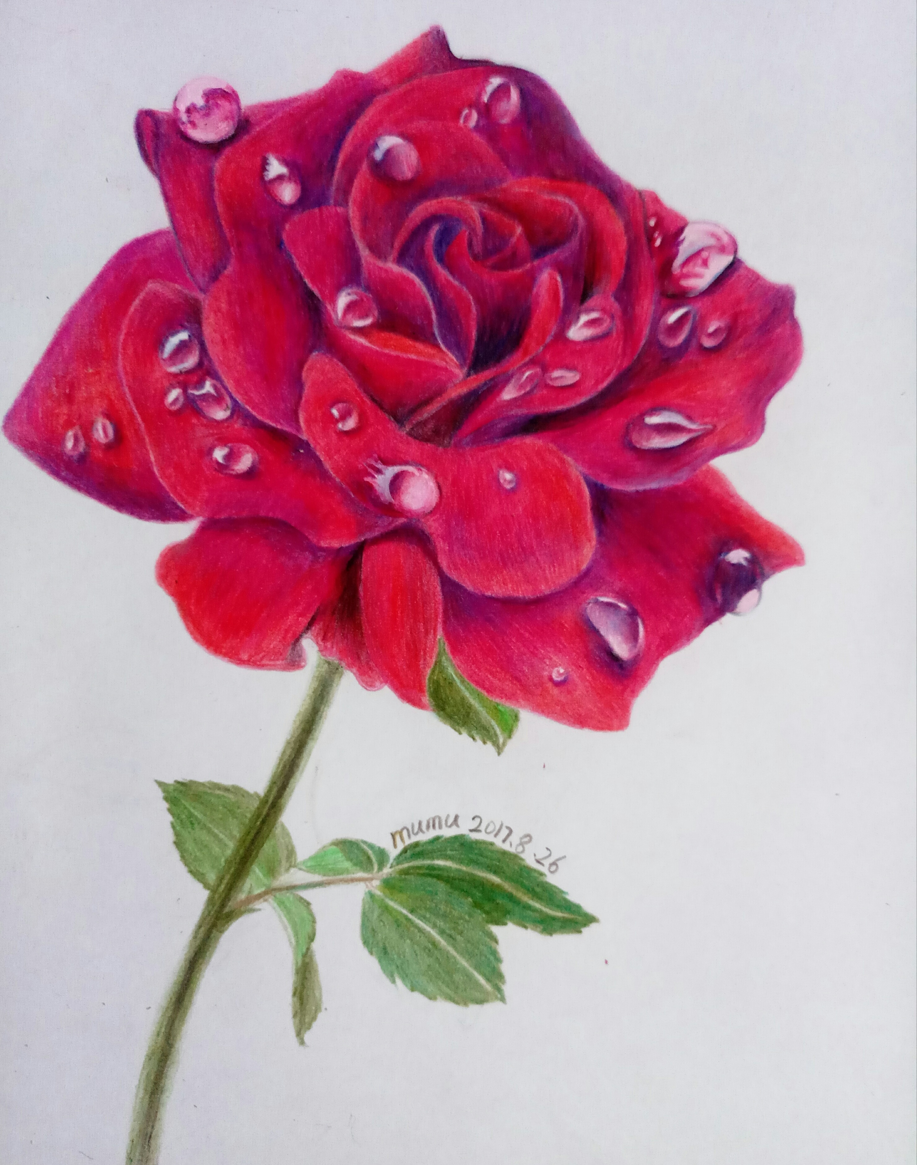 玫瑰的荫下怎么画插图图片